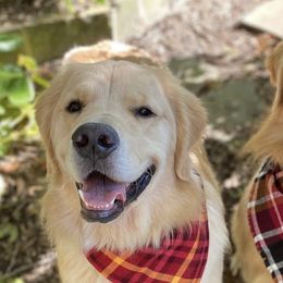 Golden Retrievers from Cover Goldens
