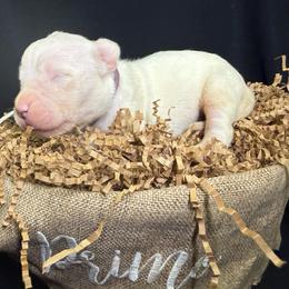Purple - White female Dogo Argentino puppy in Powder Springs, Georgia from Primo Kennels