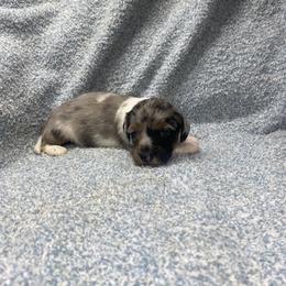 Major - Piebald male Dachshund puppy in Richmond, Virginia from Paw Prints