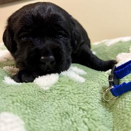 Blue Boy - Black male Labrador Retriever puppy in North Pole, Alaska from Mulberry Retrievers