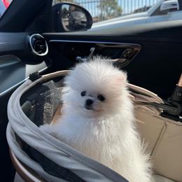Cloud - White female Pomeranian puppy in Phoenix, Arizona from Haus of Pomeranians