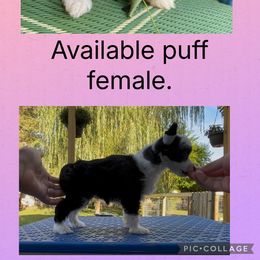 Girl 1 - Black and white female Chinese Crested puppy in Horseheads, New York from Boots with the fur Chinese Cresteds