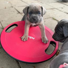 Yellow collar - Gray and fawn female Cane Corso puppy in Opelousas, Louisiana from Azelees Cane Corso