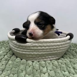 Lolli - Black and tan female Pembroke Welsh Corgi puppy in Waco, Texas from The Comma Corgis