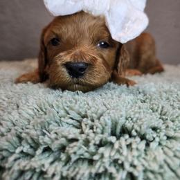 Demetria - Red female Cavapoo puppy in Roseville, California from Heavenly Goldendoodles