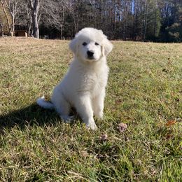 Great Pyrenees Puppies from Sweet Land of Liberty