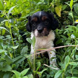 Falcon - Tri-color male Cavapoo puppy in Battle Lake, Minnesota from Panda Puppies