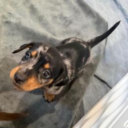 Barry - Dapple male Dachshund puppy in Shawnee, Oklahoma from Magic Eagle Miniature Dachshunds