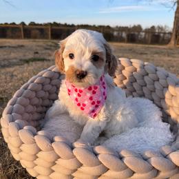 Confetti - Parti female Goldendoodle puppy in Rose Hill, North Carolina from Red Door Canines