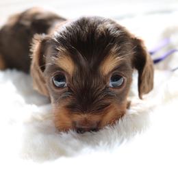 Coco - Chocolate and tan female Dachshund puppy in Peebles, Ohio from Cave Valley Hounds