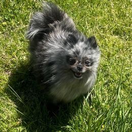 Karma - Pomeranian