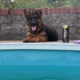 Pink - Black and red female German Shepherd puppy in Perrysburg, Ohio from Fancy GSDs LLC