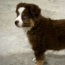 Miniature American Shepherds, Miniature Australian Shepherds, and Toy Australian Shepherds from Cooper Creek Aussies