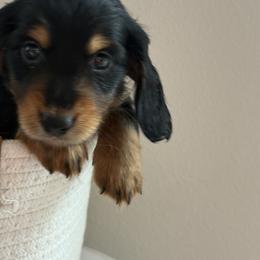 Muffin - Black and tan female Dachshund puppy in Vancouver, Washington from Cascade Minis