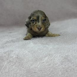 Caroline - Dapple female Dachshund puppy in Dawson, Alabama from Bells Dashing Dachshunds