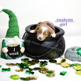 Anaheim (purple collar) girl - Apricot female Goldendoodle puppy in Corona, California from Fluffy Puppy Mini Doodles LLC