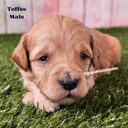 Toffee - Red  male Goldendoodle puppy in Peytno, Colorado from Grace N Faith Doodles
