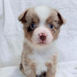 Raspberry - Red merle male Miniature Australian Shepherd puppy in Scottsburg, Indiana from Aussie Gems