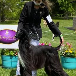 Afghan Hounds from Jennifer’s afghans