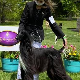 Afghan Hounds from Jennifer’s afghans