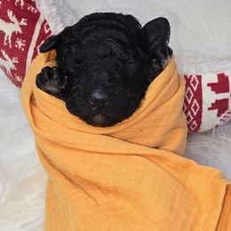 Ghost - Black female Poodle puppy in Springfield, Oregon from Valaurah Farms