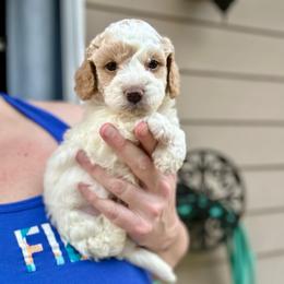 Snickerdoodle - Buff and white male Cockapoo puppy in Salem, Oregon from Capital Doodles