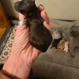 Baby boy - Silver male Poodle puppy in Louisville, Mississippi from Cindy's Poodles