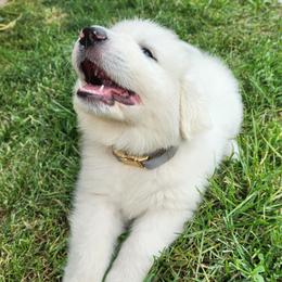 Girl 6 - White female Great Pyrenees puppy in Kennewick, Washington from Sara's Great Pyrenees