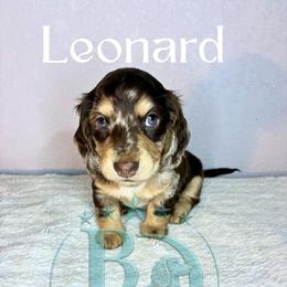 Leonard - Dapple male Dachshund puppy in Noble, Oklahoma from Marissa's Dachshunds (BooneDox Mini Dachshunds)