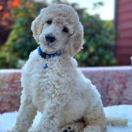 Kale - White male Poodle puppy in Springfield, Oregon from Valaurah Farms