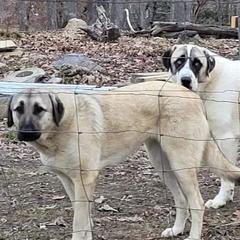 Anatolian Shepherd Dogs from Raka Farms