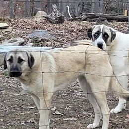 Anatolian Shepherd Dogs from Raka Farms