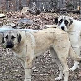Anatolian Shepherd Dogs from Raka Farms