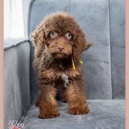 Folly - Brown male Cockapoo puppy in Connersville, Indiana from Deaz Doodle Ranch