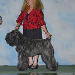 Anja - Bouvier des Flandres