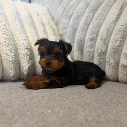 H - Black and tan female Yorkshire Terrier puppy in Downingtown, Pennsylvania from Superior Family Kennels