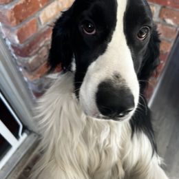 English Springer Spaniel All Grown Up from Llewellyn Farms English Springer Spaniels