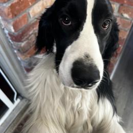 English Springer Spaniel All Grown Up from Llewellyn Farms English Springer Spaniels