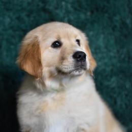 Sundae (Green Collar Boy) - Light golden male Golden Retriever puppy in Peoria, Arizona from Dani’s Dawgs
