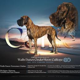 Callie - Great Dane