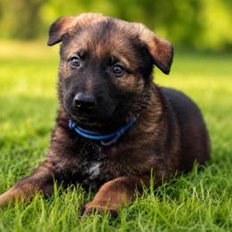 Blue Collar - Sable male German Shepherd puppy in Casscoe, Arkansas from Crown H Shepherds