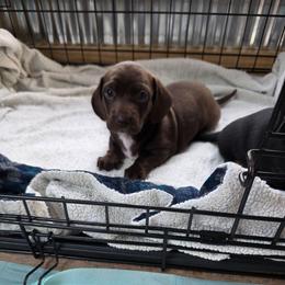 Girl 3 - Chocolate female Dachshund puppy in Farmerville, Louisiana from Hancock House of Basset Hounds & Mini Dachshunds