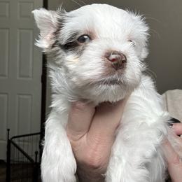 Archer - Tan and white male Yorkshire Terrier puppy in Cleveland, Tennessee from Simply Southern Yorkies