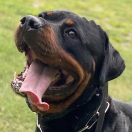 German Shepherds and Rottweilers from El Dorado