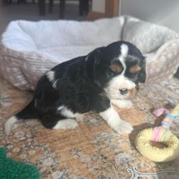 Tri Girl 2 - Tri-color female Cavalier King Charles Spaniel puppy in Raymondville, Missouri from Puppy PlayPen