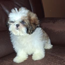 Boy 1 - Gold and white male Shih Tzu puppy in Birmingham, Alabama from K&D kennels