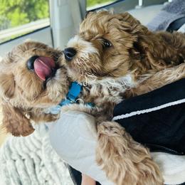 Cavapoo, Cockapoo, Goldendoodle, and Maltipoo Puppies from Perdue Puppies
