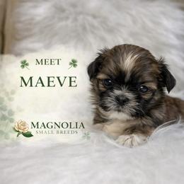 Maeve - Brindle and white female Shih Tzu puppy in Statesboro, Georgia from Magnolia Small Breeds
