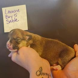 Sable boy 5 - Sable and white male American Corgi puppy in Hampton, Tennessee from TC Farms Stock Dogs - Miniature Australian Shepherds