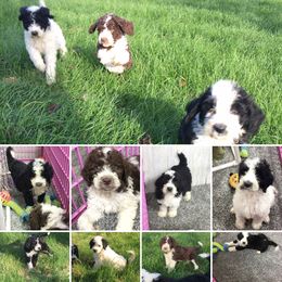 Old English Sheepdog and Sheepadoodle Puppies from Country Roads Sheepdogs & Doodles